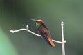 Rode Kolibrie, Ruby topaz Hummingbird, Chrysolampis mosquitus