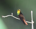 Rode Kolibrie, Ruby topaz Hummingbird, Chrysolampis mosquitus Royalty Free Stock Photo