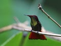 Rode Kolibrie, Ruby topaz Hummingbird, Chrysolampis mosquitus Royalty Free Stock Photo