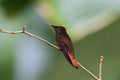 Rode Kolibrie, Ruby topaz Hummingbird, Chrysolampis mosquitus Royalty Free Stock Photo