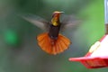 Rode Kolibrie, Ruby topaz Hummingbird, Chrysolampis mosquitus Royalty Free Stock Photo