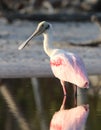 Rode Lepelaar, Roseate Spoonbill, Ajaia ajaja