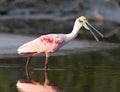 Rode Lepelaar, Roseate Spoonbill, Ajaia ajaja