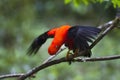 Rode Rotshaan, Andean Cock-of-the-rock, Rupicola peruvianus Royalty Free Stock Photo