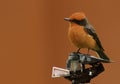 Rode Tiran, Vermilion Flycatcher, Pyrocephalus nanus