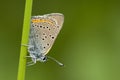 Rode vuurvlinder, Purple-edged Copper, Lycaena hippothoe Royalty Free Stock Photo