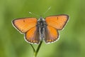 Rode vuurvlinder, Purple-edged Copper, Lycaena hippothoe Royalty Free Stock Photo