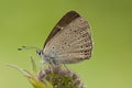 Rode vuurvlinder, Purple-edged Copper, Lycaena hippothoe Royalty Free Stock Photo