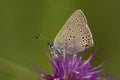 Rode vuurvlinder, Purple-edged Copper, Lycaena hippothoe Royalty Free Stock Photo