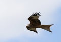 Rode Wouw, Red Kite, Milvus milvus Royalty Free Stock Photo