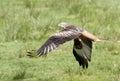 Rode Wouw, Red Kite, Milvus milvus Royalty Free Stock Photo