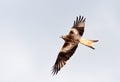 Rode Wouw, Red Kite, Milvus milvus Royalty Free Stock Photo