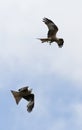 Rode Wouw, Red Kite, Milvus milvus Royalty Free Stock Photo