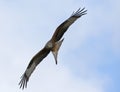 Rode Wouw, Red Kite, Milvus milvus Royalty Free Stock Photo