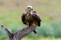 Rode Wouw, Red Kite, Milvus milvus Royalty Free Stock Photo