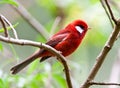 Rode Zanger, Red Warbler, Cardellina rubra