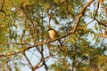 Rodella is playing a shade at noon with a bird-watching atmosphere in the trees.