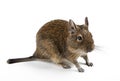 Rodent Royalty Free Stock Photo