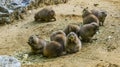 Rodent animal family portrait of a group cute little prairie dogs nibbling on some food and standing in the sand Royalty Free Stock Photo