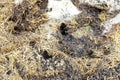 Rodent burrows lined with old grass in a partially melted snowdrift, winterizing of housing, selective focus