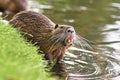 Rodent called `Myocastor Coypus`, commonly known as `Nutria` eating leaf with yellow teeth next to river. Royalty Free Stock Photo