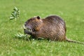 Rodent called `Myocastor Coypus`, commonly known as `Nutria` eating a plant branch. Royalty Free Stock Photo