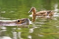 Rodent called `Myocastor Coypus`, commonly known as `Nutria`, invasive species in Europe, swimming in river with blurry duck