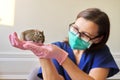 Rodent Chilean degu squirrel examined by doctor veterinarian Royalty Free Stock Photo