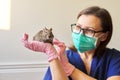 Rodent Chilean degu squirrel examined by doctor veterinarian Royalty Free Stock Photo