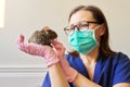 Rodent Chilean degu squirrel examined by doctor veterinarian Royalty Free Stock Photo