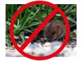 Rodent control, catching mice, mouse in the garden, rodents in the field, harm to the crop