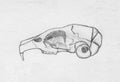 Rodent cranium. Sketch hand drawing image.