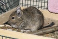 Degu Royalty Free Stock Photo