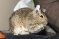 Rodent degu eating Royalty Free Stock Photo