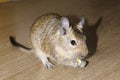 Rodent degu eating Royalty Free Stock Photo