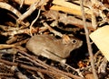 Rodent digs aperea on the ground in its natural habitat Royalty Free Stock Photo