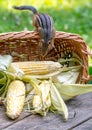 Rodent dives into a basket of corn on the cob