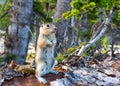 Rodent on dry tree in green forest. Royalty Free Stock Photo