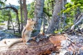 Rodent on dry tree in green forest. Royalty Free Stock Photo