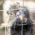 Rodent locked in a cage gnaws lattice with his teeth. Keeping animals in captivity concept. Royalty Free Stock Photo