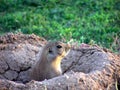 Rodent in nest 1