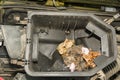Deer Mouse nest in the air filter of a car