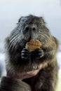 Rodent nutria brown, large floor plan eat