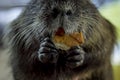 Rodent nutria brown, large floor plan eat