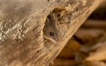 The deer mouse Peromyscus maniculatus north American native rodent,