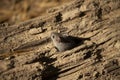 The deer mouse Peromyscus maniculatus north American native rodent,