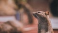 Rodent Rat Mouse Animal Pet Royalty Free Stock Photo