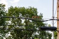 Rodent running on a high wire at dawn Royalty Free Stock Photo