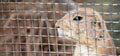 Rodent thoughtful in jail