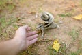 Rodent Touches woman`s hand